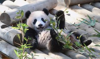 旅日大熊猫香香将回国